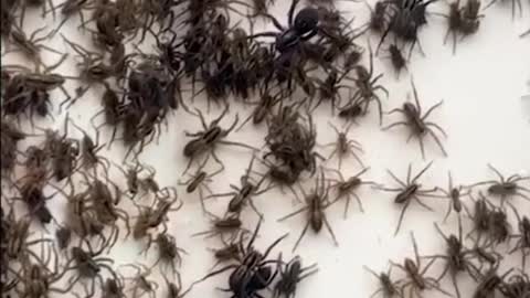 Guy Finds His Backyard Fence Taken Over By Spiders!