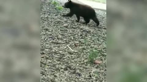Black Bear and Cubs Climb Tree to Pick
