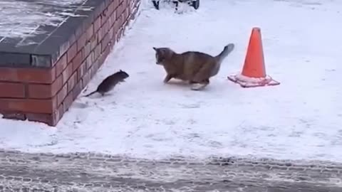 CAT ME IF YOU CAN!🤣 Part -2, Funny Cats Vs Rats 🤣😜🐀😺