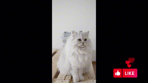 Beautiful cats videos💖