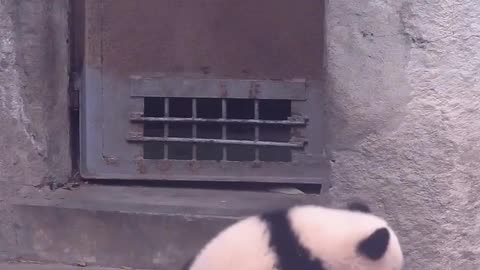 Cute Panda 🐼