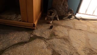 Cute kittens are playing with pine cone like a football player