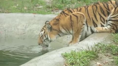 tigers