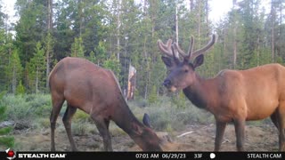 July trail cam