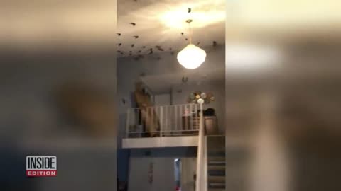 500 Birds Invade House Through Chimney