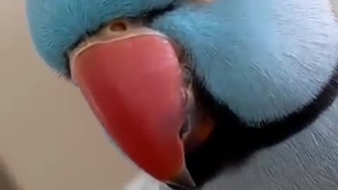 Parrot Talking in English video