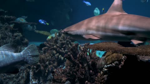 Curious fisherman drops camera to see the fishes.