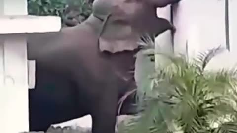 elephant attack house? Short Animal video #shortanimal #shorts