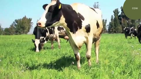 Cow grazing in the field I Brown cow animal I Cow moaning I Cow video I Big cow I Cow videos I Ep-4