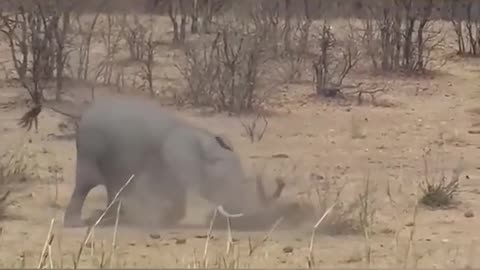 Elephant vs hyena