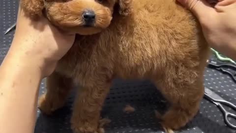 Cute Dog grooming
