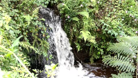 Bulls Bay Preserve Waterfall