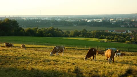 Cow in farm