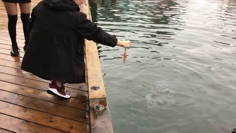 Fishermans Wharf Tourist braves feeding the wildlife