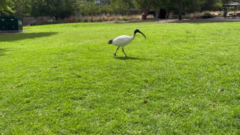 Birds, some birds in Melbourne Zoo