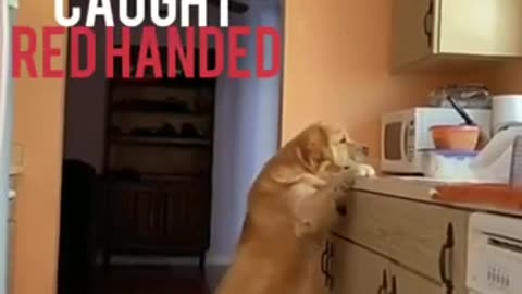 Dog 🐕 caught while stealing | Dog caught Red handed | Gulity Dog | Funny Animals | Cute Animals