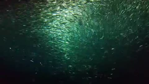 Sardine Feeding Frenzy at Monterey Bay Aquarium