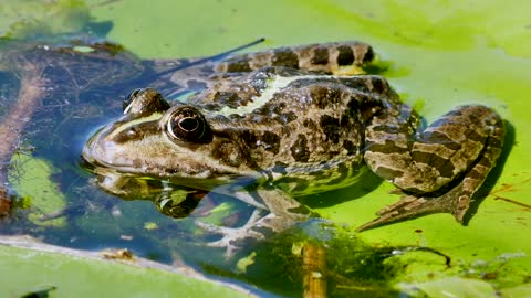 Frog Pond Water Animal Toad Water Frog Frog Pond