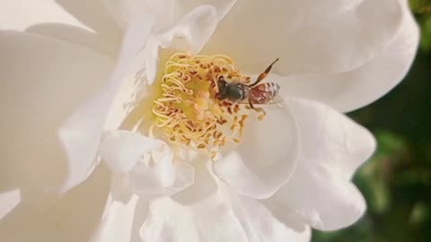 Beautiful Bee Collecting Honey from Flowers