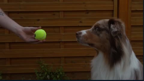 Dog sticks his tongue out every time the ball squeaks