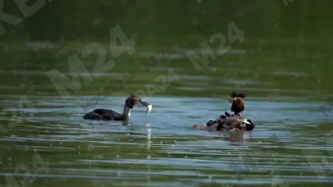 Grebes carry their babies on their backs