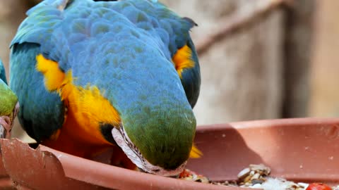 A parrot that eats quietly.