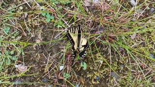 Swallowtail Butterfly