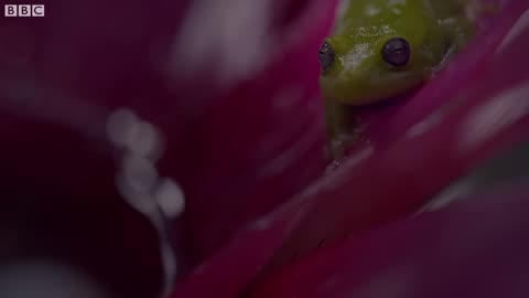Frogs After Dark | Relax with Nature | The Wild Place | BBC Earth