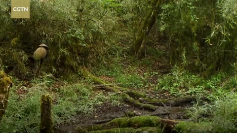 Videos of a Giant Panda and its cub in the wild captured in SW China's Sichuan