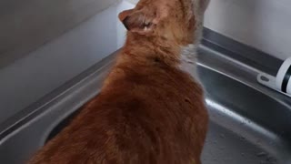 Cat drinks running water from a faucet