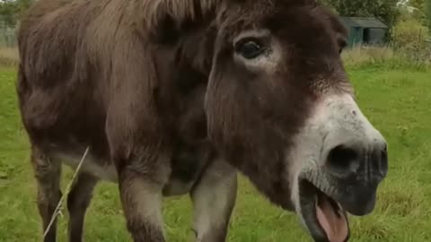 Donkey funny videos 🤣🤣 🫏
