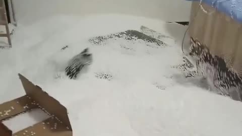 Funny kittens in fake snow