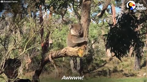 Koala Stuck In A Tree Gets The Help He Needs | The Dodo