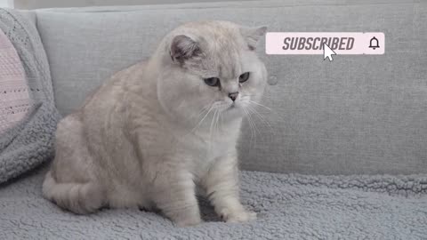 British Shorthair cat Apollo making biscuits and watching the Soap Bubbles show