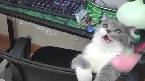 funny cat