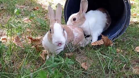 cute rabbit | cute animals video compilation | baby bunny-8