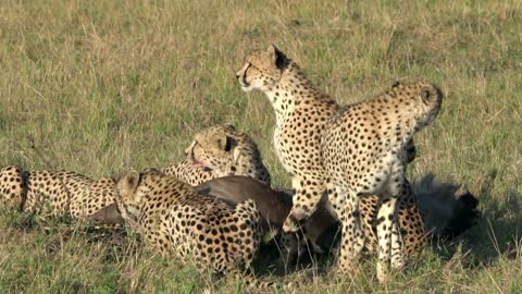 A Cheetah Hunting | Animals