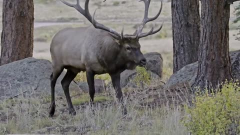 Bull Elk Bugle