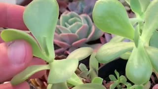 CACTI AND SUCCULENTS Step-by-Step to Growing Success