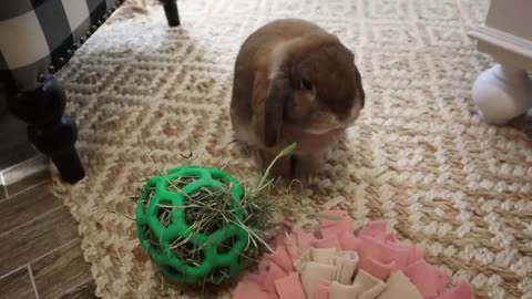 Trying New Rabbit Toys!