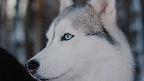 Beautiful Blue Eye Husky In Snow