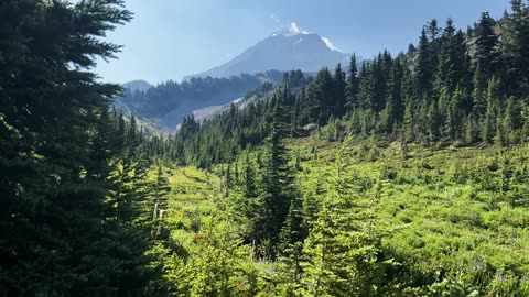 THE GLOWING GREEN ALPINE MEADOWS of McNeil Point Area @ Mount Hood! | Mazama Timberline Oregon | 4K