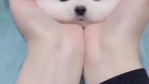 Cute puppy funny video 🐈🐈🐈
