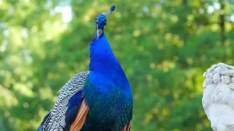 Breathtaking Colorful Birds of the Wildlife Nature Film + Jungle Sounds VIDEO