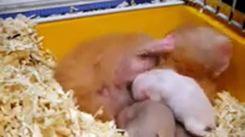 Baby Hamster got milk
