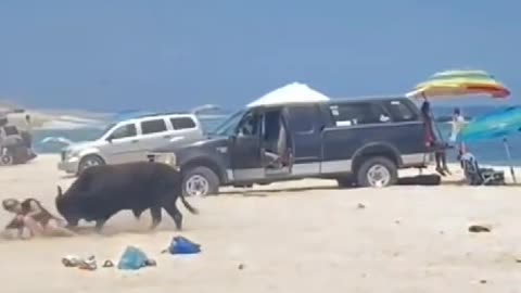 Stupid woman gored by bull on a beach in Mexico