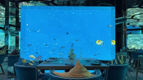 Underwater restaurant in the Maldives | Surreal fine dining experience