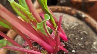 Growing Beet Micro Greens Indoors Two Ways