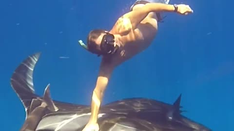 Swimming with a Giant Manta Ray in Puerto Rico! #shorts #mantaray