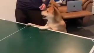 Puppy Playing Ping Pong